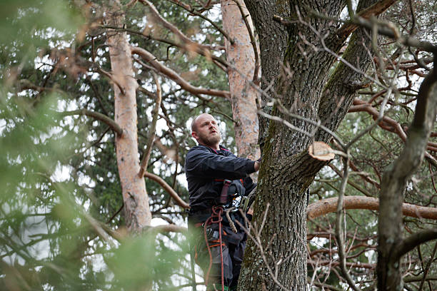 Best Tree Trimming and Pruning  in Hawthorne, CA